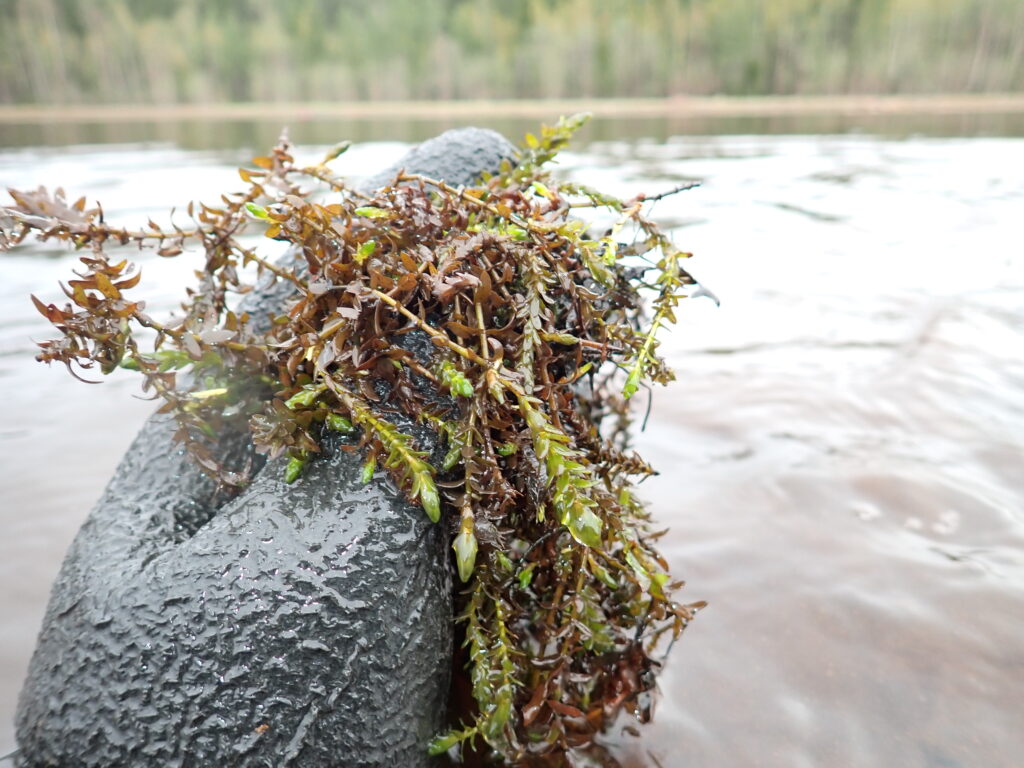 Hand holding water weed