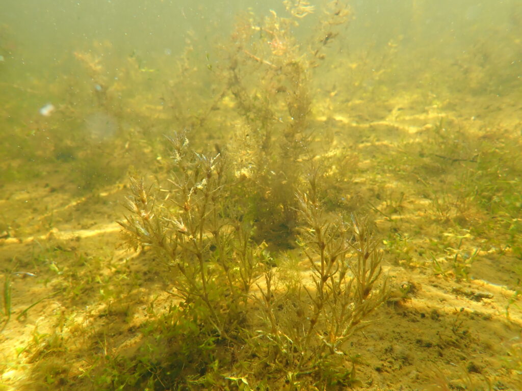 Photo of underwater vegetation