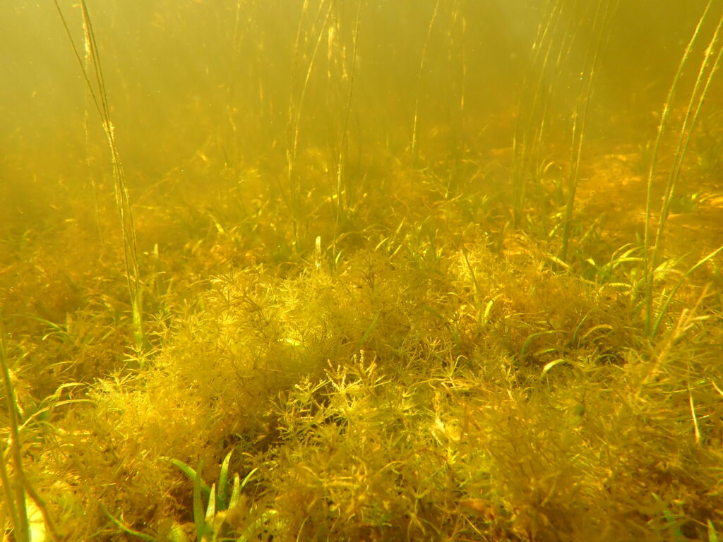 Photo of underwater vegetation