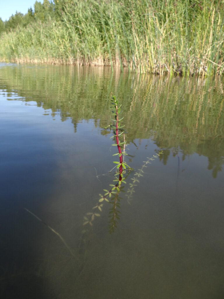 Photo of Fourleaf Mare's tail growing in the water